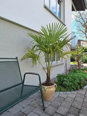 Palme abzugeben müsste umgetopft werden !