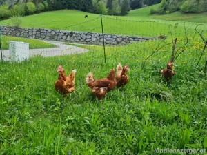 hühner Bild 2
