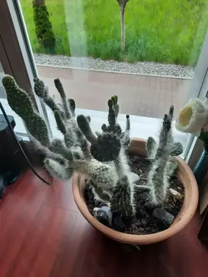 Rarität Kaktus aus Baja California Mexico 