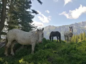 Satteinser Alp am Arlberg Bild 2