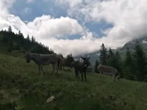 Satteinser Alp am Arlberg Bild 5