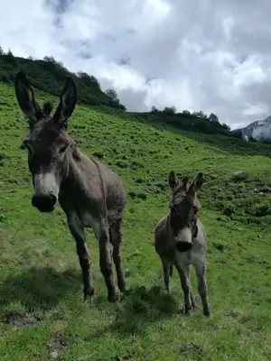 Satteinser Alp am Arlberg Bild 6