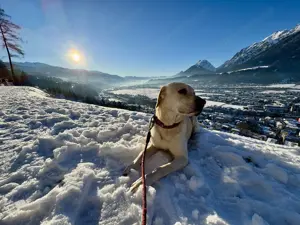 Labrador Rüde Sammy blond Bild 2