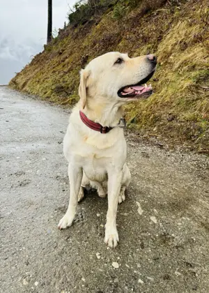 Labrador Rüde Sammy blond Bild 4
