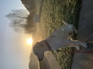 Labrador Rüde Sammy blond Bild 3