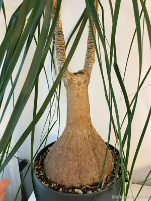 Pflanze Elefantenfuß  Bild 5