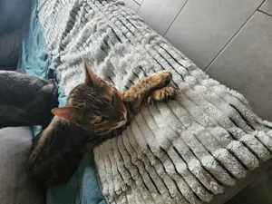 Bengal Katze weiblich Bild 4