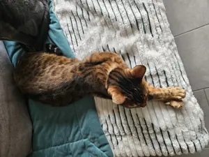 Bengal Katze weiblich Bild 2