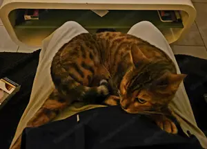 Bengal Katze weiblich Bild 5