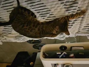 Bengal Katze weiblich Bild 3