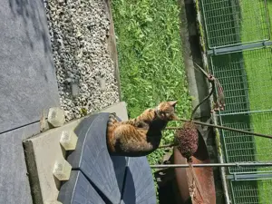 Bengal Katze weiblich
