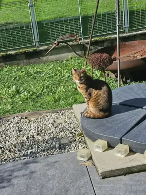 Bengal Katze weiblich