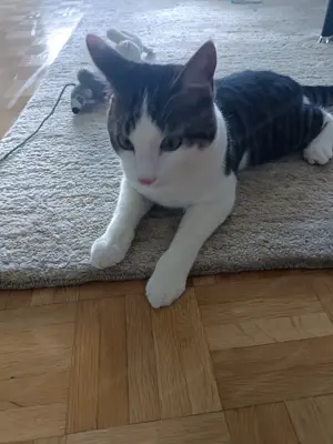 Verschmuster kater  Bild 2