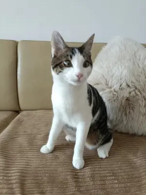 Verschmuster kater  Bild 3