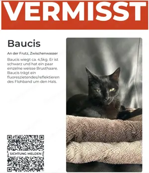 Katze vermisst
