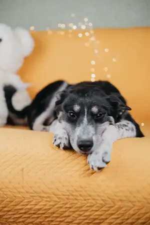 Die kleine Giselle sucht ein Zuhause Bild 3