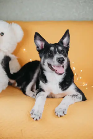 Die kleine Giselle sucht ein Zuhause Bild 2