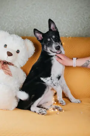 Die kleine Giselle sucht ein Zuhause Bild 4