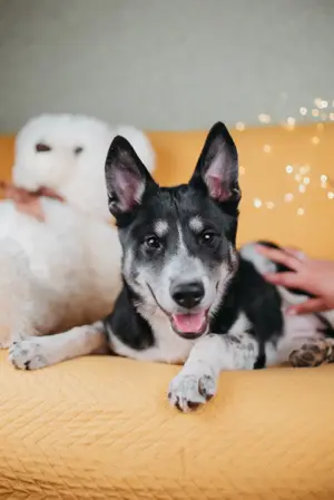 Die kleine Giselle sucht ein Zuhause Bild 5