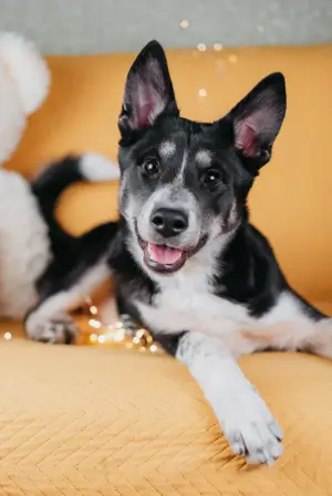 Die kleine Giselle sucht ein Zuhause