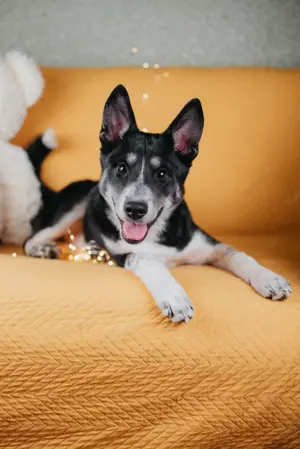 Die kleine Giselle sucht ein Zuhause Bild 8
