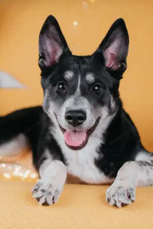 Die kleine Giselle sucht ein Zuhause Bild 7