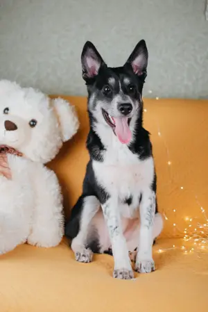 Die kleine Giselle sucht ein Zuhause Bild 10