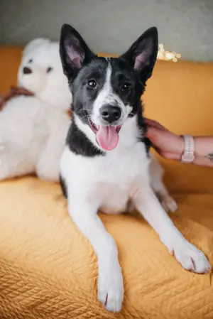 Die kleine Heidi sucht ein Zuhause Bild 2