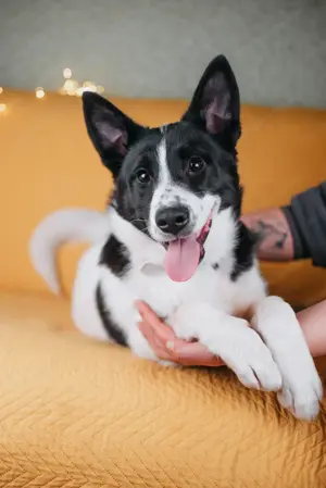 Die kleine Heidi sucht ein Zuhause Bild 5