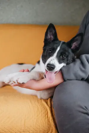 Die kleine Heidi sucht ein Zuhause Bild 7