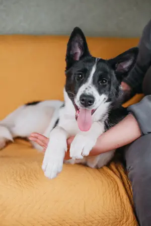 Die kleine Heidi sucht ein Zuhause Bild 6
