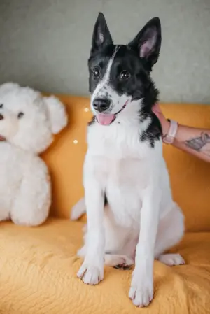 Die kleine Heidi sucht ein Zuhause Bild 9