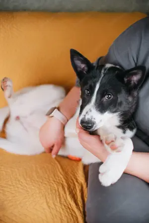 Die kleine Heidi sucht ein Zuhause Bild 8