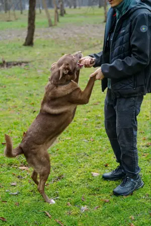 Hündin Archie sucht ein Zuhause Bild 7