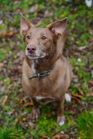 Hündin Archie sucht ein Zuhause Bild 2