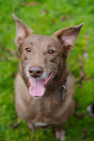 Hündin Archie sucht ein Zuhause