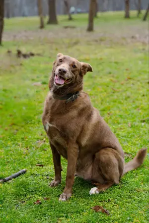 Hündin Archie sucht ein Zuhause Bild 6