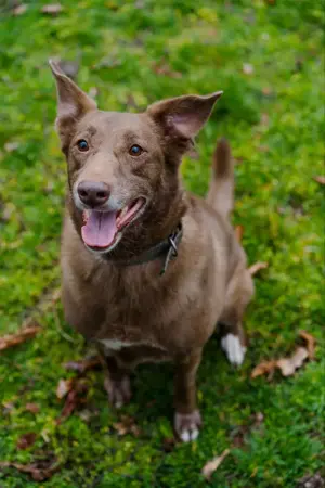 Hündin Archie sucht ein Zuhause Bild 4