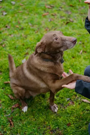 Hündin Archie sucht ein Zuhause Bild 5