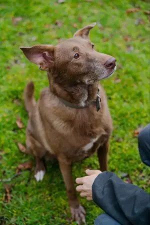 Hündin Archie sucht ein Zuhause Bild 3