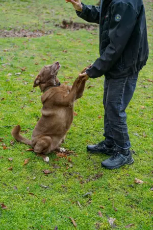Hündin Archie sucht ein Zuhause Bild 8