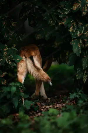 Der süße Fuchs Imber sucht ein Zuhause. Bild 6