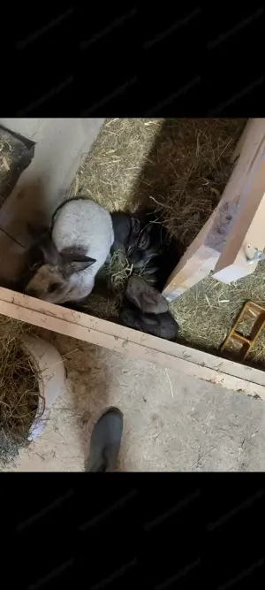 Stallhasen bock häsin
