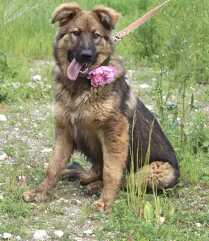 Mojra möchte adoptiert werden.