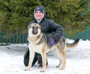 Sever hat sein ganzes Leben in einem Tierheim verbracht und träumt von einem Zuhause. Bild 4