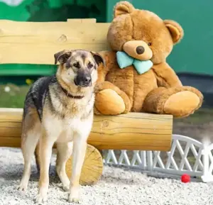 Sever hat sein ganzes Leben in einem Tierheim verbracht und träumt von einem Zuhause. Bild 3