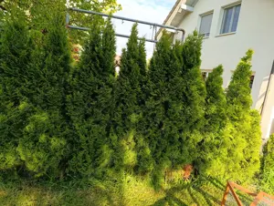 Thujen günstig abzugeben Bild 3