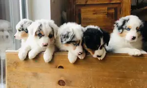 Australian Shepherd Welpen 