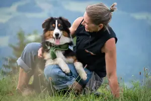 Australian Shepherd Welpen  Bild 2