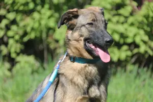 Vasilisa (1 jahre alt) sucht ein Zuhause Bild 2